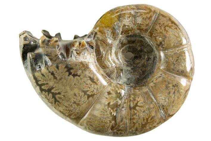 Polished, Chambered Ammonite (Argonauticeras) Fossil - Madagascar #327350